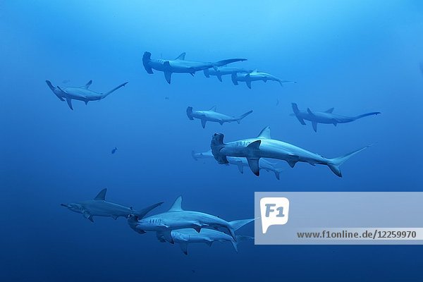 Schwarm  Gruppe von Hammerhaien (Sphyrna lewini) schwimmen im offenen Meer  Rotes Meer  Ägypten  Afrika