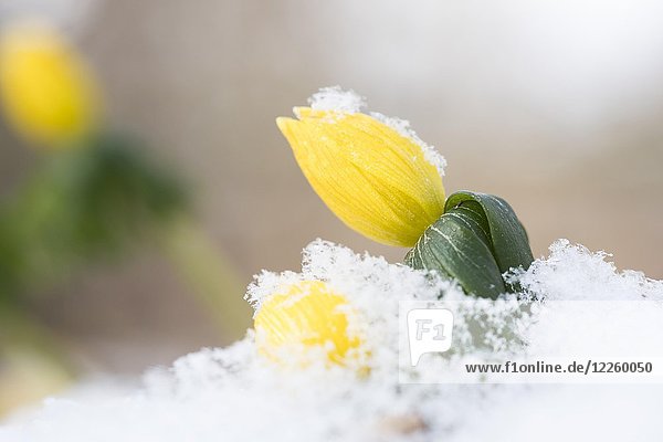 Winter-Eisenhut (Eranthis hyemalis)  schneebedeckt  Hessen  Deutschland  Europa