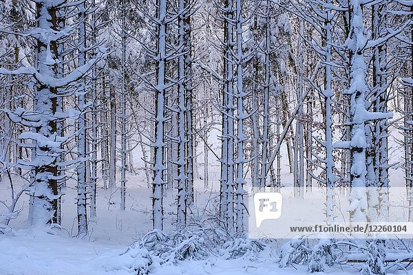 Baumstämme  schneebedeckter Mischwald  bei Dietramszell  Oberbayern  Bayern  Deutschland  Europa