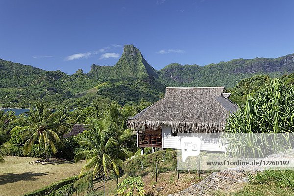 Wohnhaus mit traditionellem Strohdach  in der Nähe der Opunohu-Bucht vor einer grünen Bergkette  Moorea  Gesellschaftsinseln  Inseln über dem Winde  Französisch-Polynesien  Ozeanien