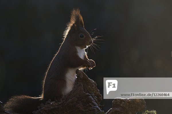 Rotes Eichhörnchen (Sciurus vulgaris) sitzt auf Totholz im Gegenlicht  Emsland  Niedersachsen  Deutschland  Europa