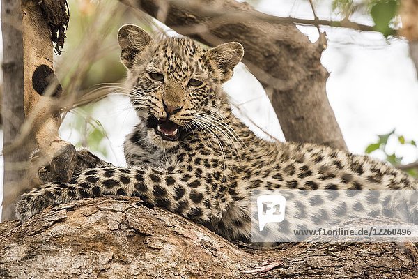 Leopard (Panthera pardus)  Jungtier auf Baum mit Impala als Beute  Mashatu Game Reserve  Tuli Block  Botswana  Afrika