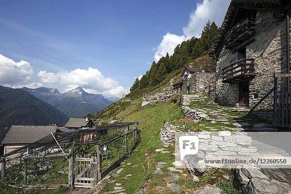 Typische Tessiner Steinhäuser  Rusticos  Bergdorf Alpe Piansecco  bei Spruga  Valle Onsernone  Kanton Tessin  Schweiz  Europa