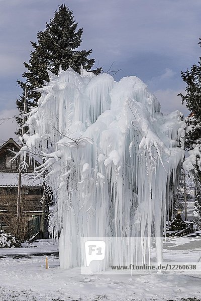 Frozen tree with long icicles  Malters  Lucerne  Switzerland  Europe