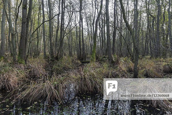 Moorlandschaft im urwüchsigen Darßer Wald  Darß  Fischland-Darß-Zingst  Nationalpark Vorpommersches Haff  Mecklenburg-Vorpommern  Deutschland  Europa