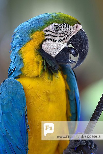 Blauer und gelber Ara (Ara ararauna)  Tierporträt  in Gefangenschaft