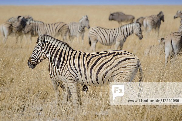 Burchell's Zebras (Equus burchelli)  Herde im Grasland  Etosha-Nationalpark  Namibia  Afrika