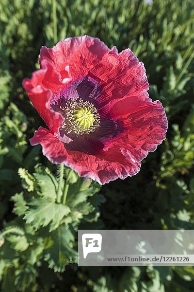 Blühender Schlafmohn (Papaver somniferum)  Niederösterreich  Österreich  Europa