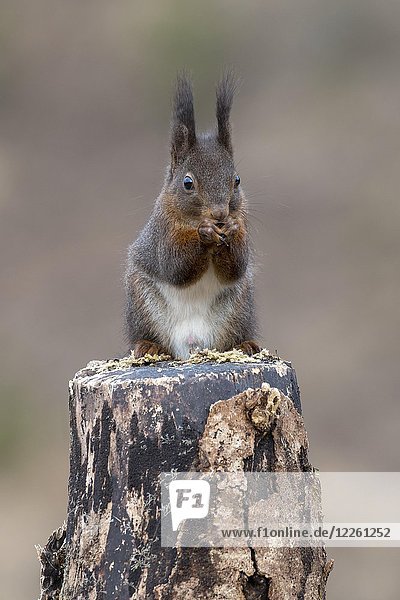 Rotes Eichhörnchen (Sciurus vulgaris) sitzt auf einem Baumstumpf und frisst  Tirol  Österreich  Europa