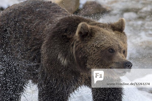 Braunbär (Ursus arctos) schüttelt Wasser aus dem Fell  in Gefangenschaft  Bayern  Deutschland  Europa