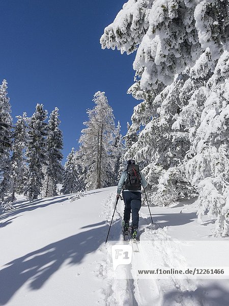 Skitourengeher und schneebedeckte Bäume am Unterberg  Niederösterreich  Österreich  Europa