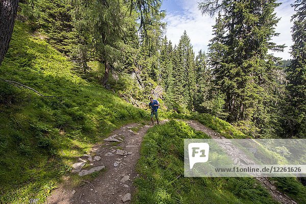 Hiker on trail in the forest to Hochwurzen  Schladminger Höhenweg  Schladminger Tauern  Schladming  Steiermark  Austria  Europe