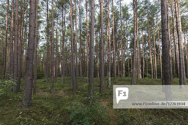 Kiefern (Pinus)  Kiefernwald  Baumstämme  Darßwald  Fischland-Darß-Zingst  Nationalpark Vorpommersches Haffgebiet  Mecklenburg-Vorpommern  Deutschland  Europa