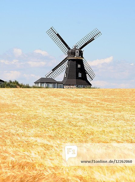 Windmühle auf einem Kornfeld Smedstorp Scania Schweden Europa