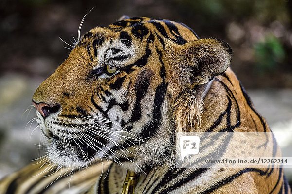 Tiger (Panthera tigris)  in Gefangenschaft  Tierporträt  Pattaya  Thailand  Asien