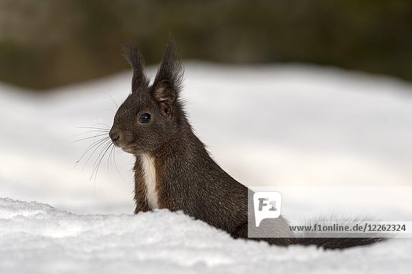Rotes Eichhörnchen (Sciurus vulgaris) sitzt im Schnee  Tirol  Österreich  Europa
