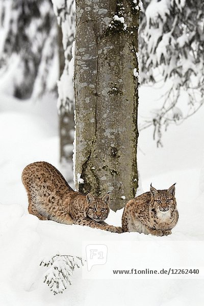 Eurasische Luchse (Lynx lynx)  Jungtiere im Schnee sitzend  in Gefangenschaft  Deutschland  Europa
