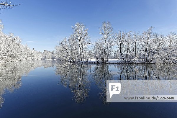 Fluss Loisach mit schneebedeckten Bäumen am Ufer  Winterlandschaft  Eurasburg  Oberbayern  Bayern  Deutschland  Europa