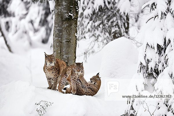 Eurasische Luchse (Lynx lynx)  Mutter mit Jungtieren  spielend im Schnee  in Gefangenschaft  Deutschland  Europa