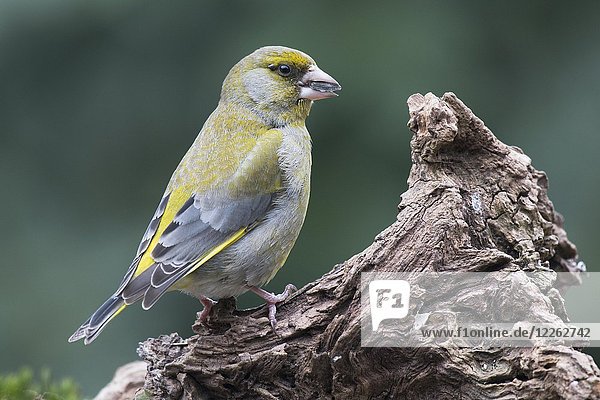 Grünfink (Carduelis chloris) sitzt auf Totholz  Emsland  Niedersachsen  Deutschland  Europa