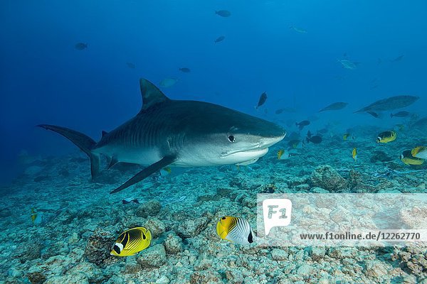 Tiger Shark (Galeocerdo cuvier) swims over coral reef  Fuvahmulah Atoll  Indian Ocean  Maldives  Asia