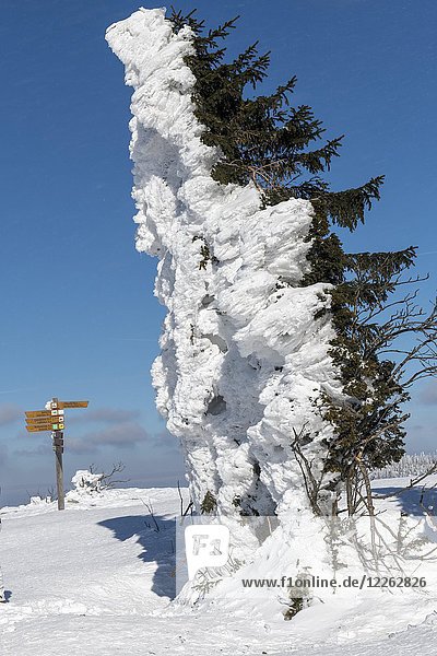 Verschneiter Baum auf dem Gipfel des Lusen  Nationalpark Bayerischer Wald  Bayern  Deutschland  Europa