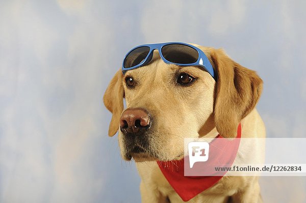 Labrador Retriever  männlich  gelb  mit Halstuch und Sonnenbrille  Tierportrait  Studioaufnahme