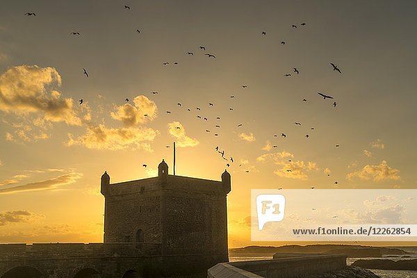 Sonnenuntergang hinter dem Hafenturm Scala du Port mit fliegenden Möwen  Essaouira  Marokko  Afrika