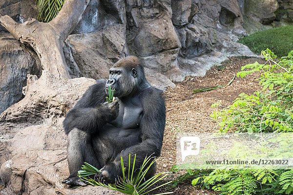 Westlicher Flachlandgorilla (Gorilla gorilla gorilla)  männlich  isst  in Gefangenschaft