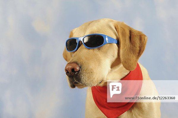 Labrador Retriever  männlich  gelb  mit Halstuch und Sonnenbrille  Tierportrait  Studioaufnahme