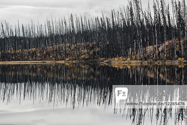 Kanada  British Columbia  Totholz nach Waldbrand