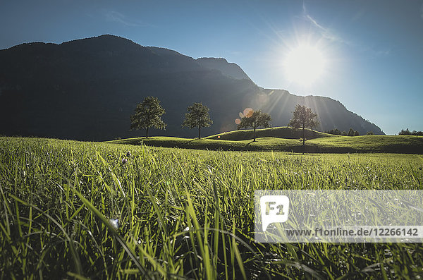 Österreich Bad Ischl Katrinberg und Wiese gegen die Sonne