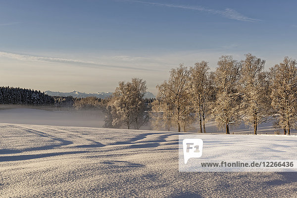 Deutschland  Bayern  Geretsried  Winterlandschaft am Morgen