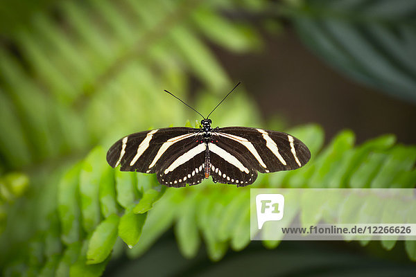 Spanien Kanarische Inseln Schmetterling auf Blatt