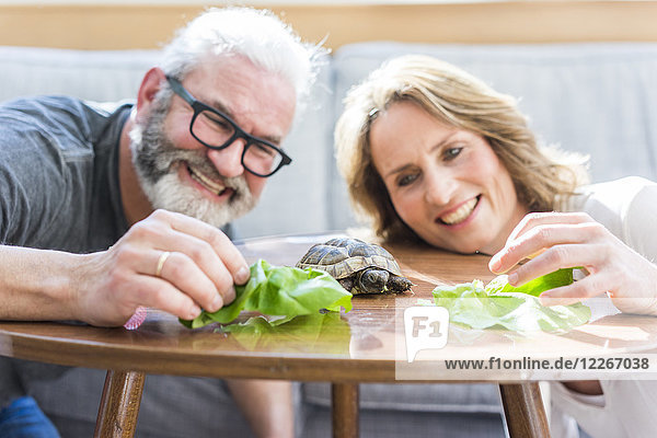 Glückliches reifes Paar füttert Schildkröte zu Hause