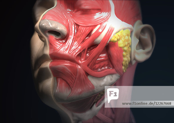 Anatomie des menschlichen Kopfes  Illustration