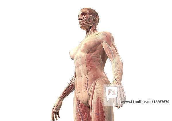 Muskeln einer Frau  Illustration