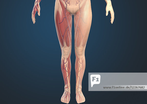 Menschliche Beinmuskeln einer Frau  Illustration