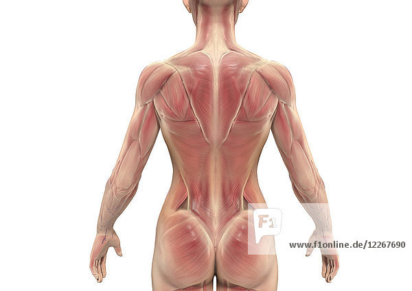 Muskulatur des Rückens einer Frau  Illustration