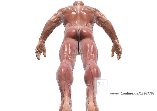 Muskeln eines Mannes  Illustration