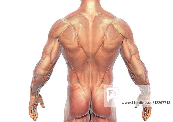 Muskulatur des Rückens eines Mannes  Illustration
