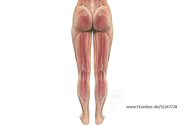 Menschliche Beinmuskeln einer Frau  Illustration