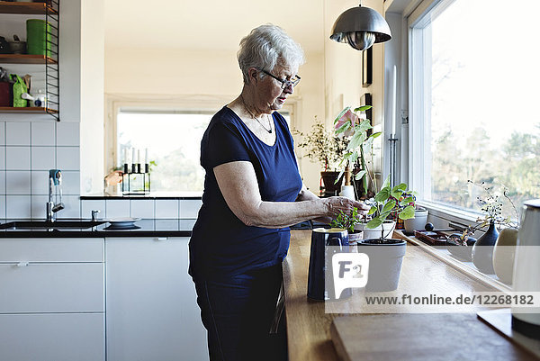 Seniorin im Ruhestand steht bei Topfpflanzen auf der Küchenzeile zu Hause