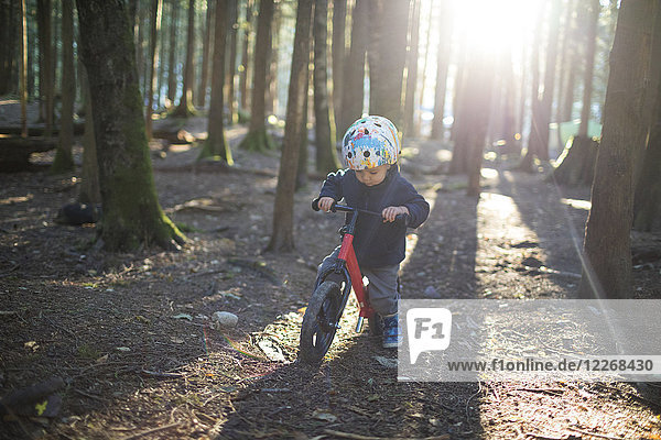Baby boy riding children's bike in forest  Harrison Hot Springs  British Columbia  Canada