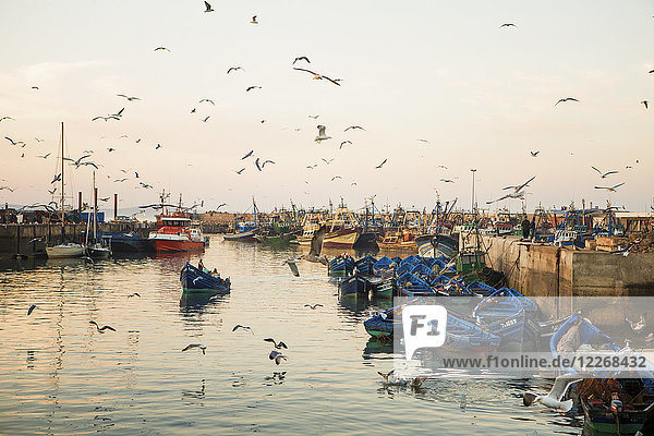 Ein großer Schwarm Möwen fliegt über den historischen Hafen der Medina,  der mit vertäuten Booten gefüllt ist,  Essaouira,  Marokko