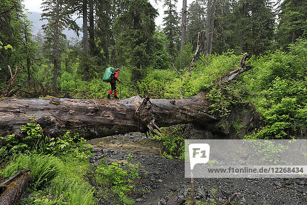 Hiker walking along fallen tree in Hoh rainforest  Washington State  USA