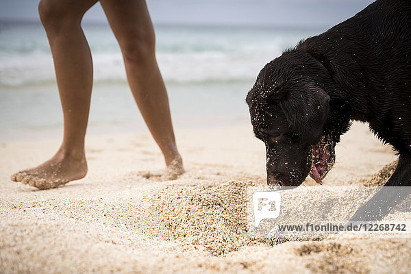 Frau mit Hund beim Graben im Sand am Strand  Oahu  Hawaii-Inseln  USA