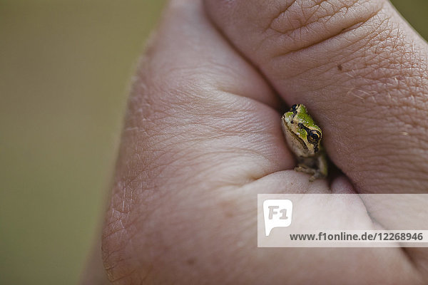 Hand of person holding American green tree frog (Hyla cinerea)  Langley  British Columbia  Canada