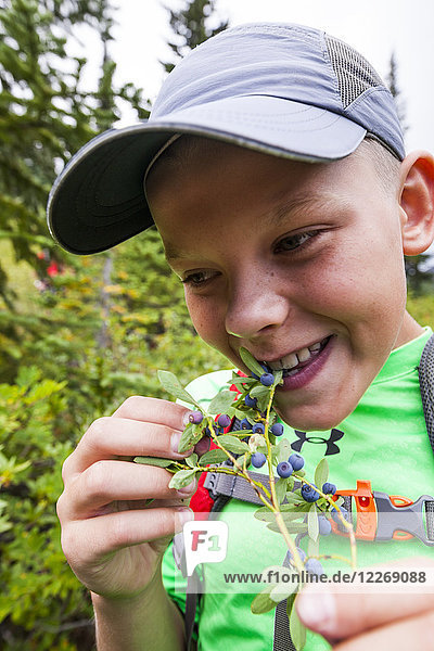Young boy enjoying fresh wild blueberries in forest  Merritt  British Columbia  Canada