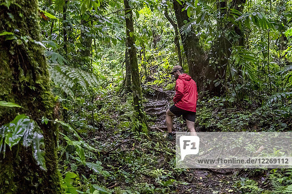 Man hiking alone in dense green forest  Alajuela  Costa Rica